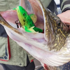 Приманка SAVAGE GEAR 3D Burbot 250 25cm 75g FS 02-Golden Albino